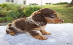 Miniature Dachshund dogs for sale: Forest - Image 10