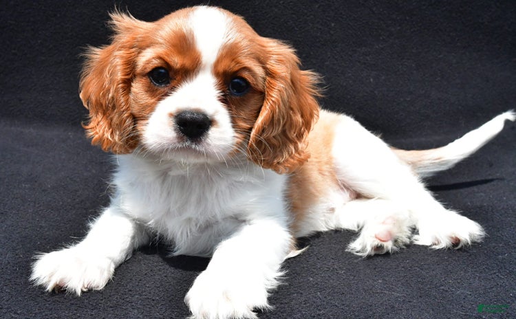 Cavalier King Charles Spaniel dogs for sale - Ad 1
