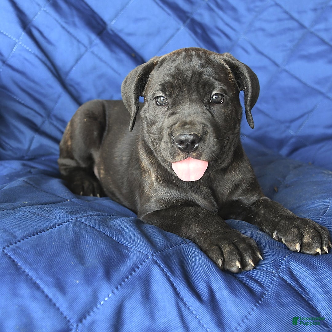 Cane Corso dogs for sale: Meadow - Image 10