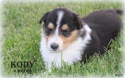 categoriesInfo:categoryAttributeOptions.pets.dogs.breed.roughCollie dogs for sale: Kody - Image 9