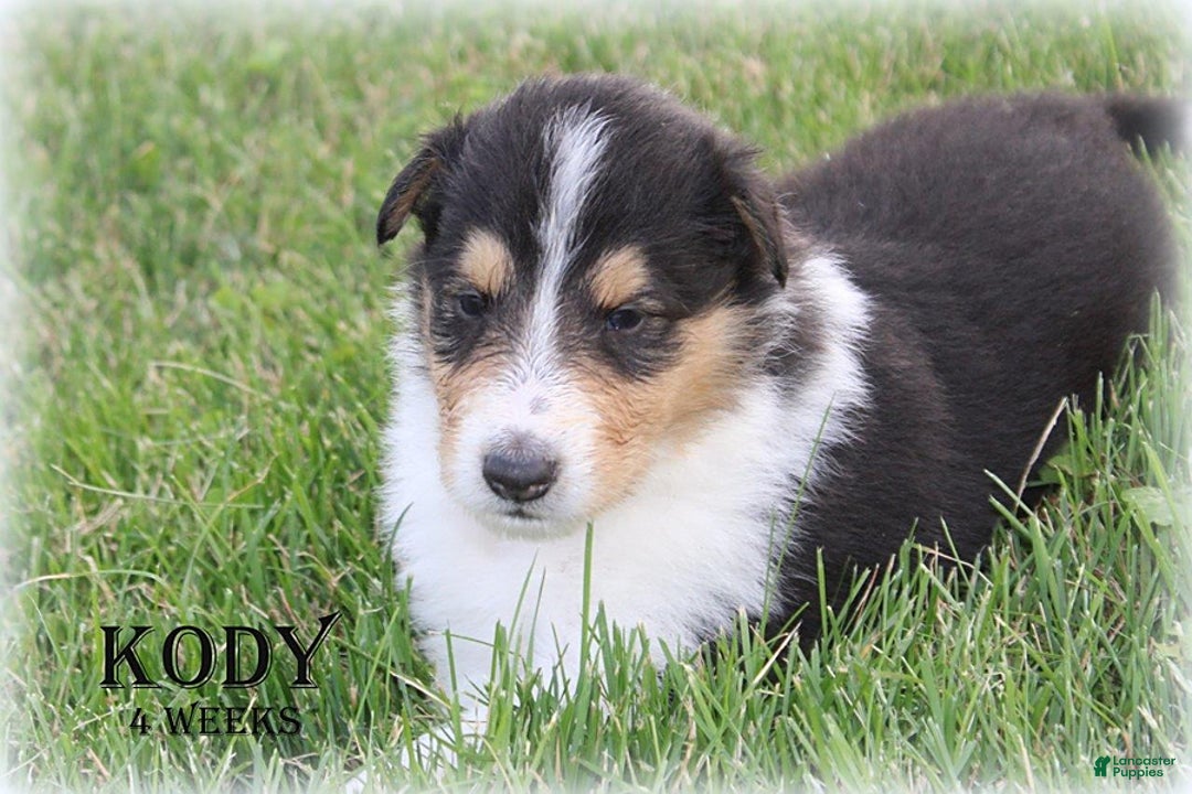 categoriesInfo:categoryAttributeOptions.pets.dogs.breed.roughCollie dogs for sale: Kody - Image 9