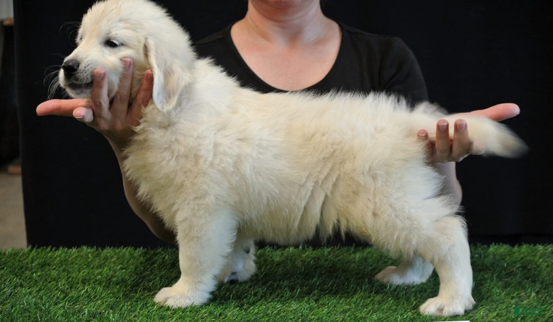 Golden Retriever dogs for sale: Beau - Image 1