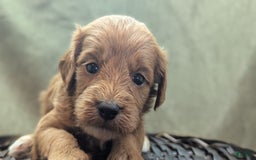 Cavapoo dogs for sale: Rex - Image 9