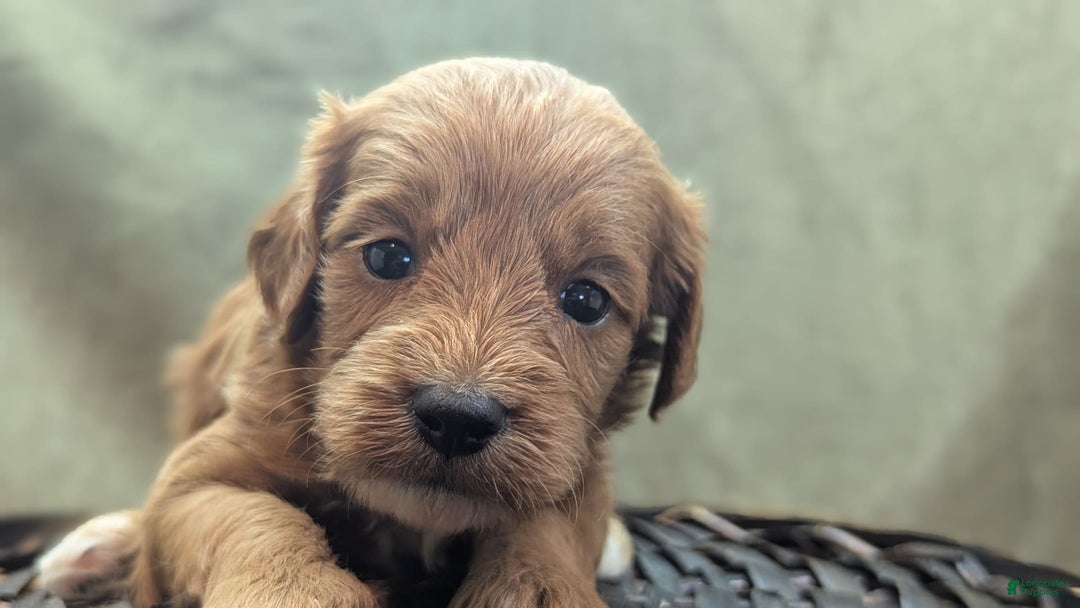 Cavapoo dogs for sale: Rex - Image 9
