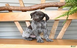 German Shorthaired Pointer dogs for sale: Bear - Image 2