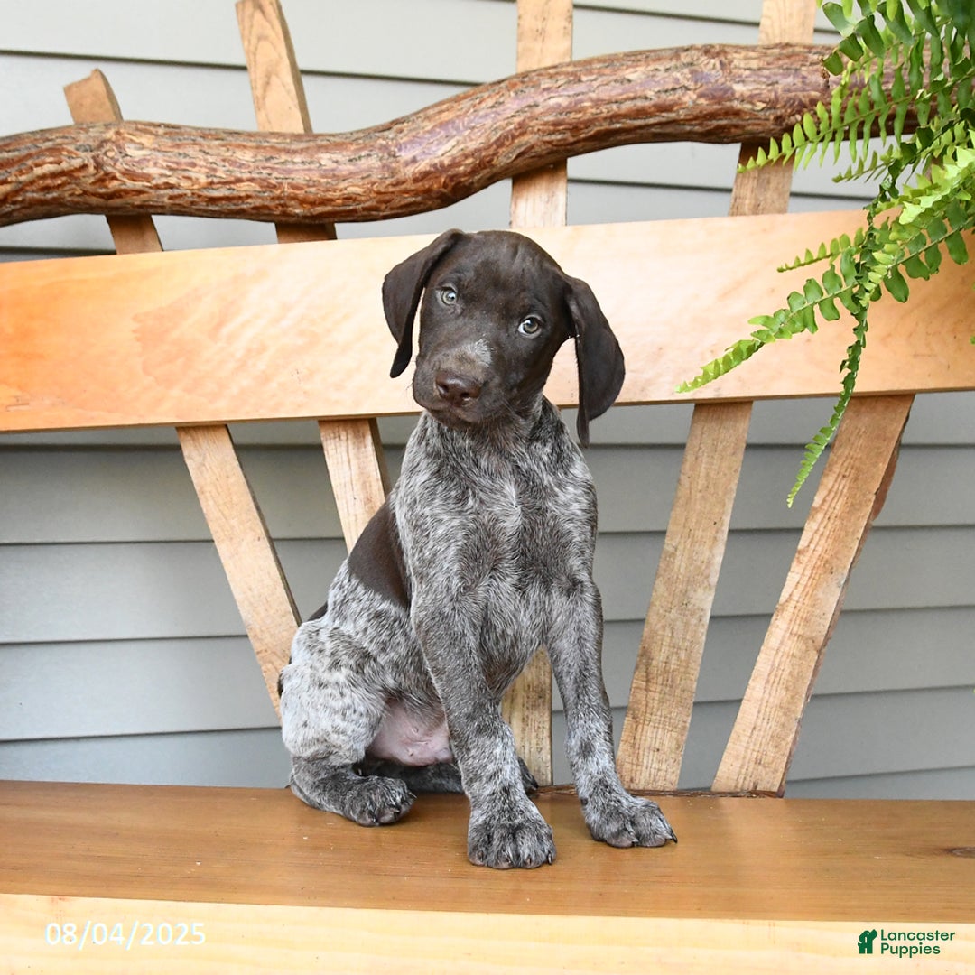 German Shorthaired Pointer dogs for sale: Bear - Image 2