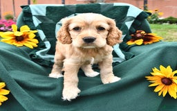 Cocker Spaniel dogs for sale: Krystella - Image 4