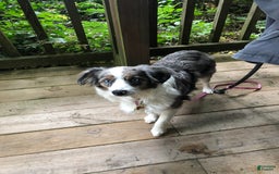Miniature Australian Shepherd dogs for sale: Maggie - Image 9