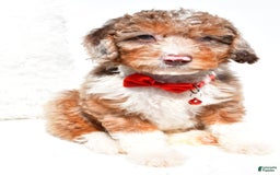 Mini Aussiedoodle dogs for sale: Emma - Image 2