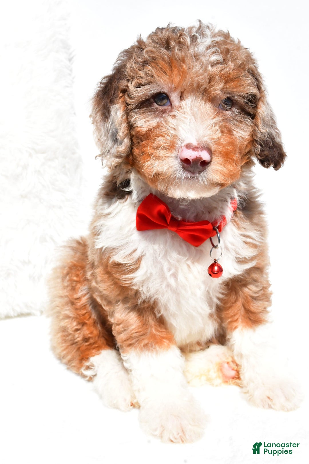 Mini Aussiedoodle dogs for sale: Emma - Image 2