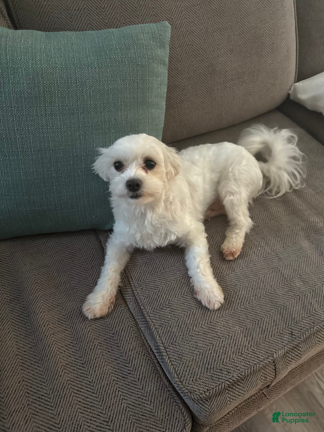 Coton De Tulear dogs for sale: Curly - Image 7