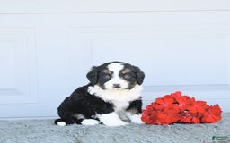 Miniature Bernese Mountain Dog dogs for sale: Ted - Image 10