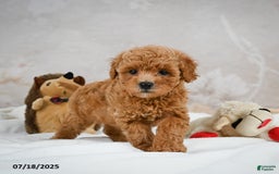 Bichpoo dogs for sale: Devon - Image 9