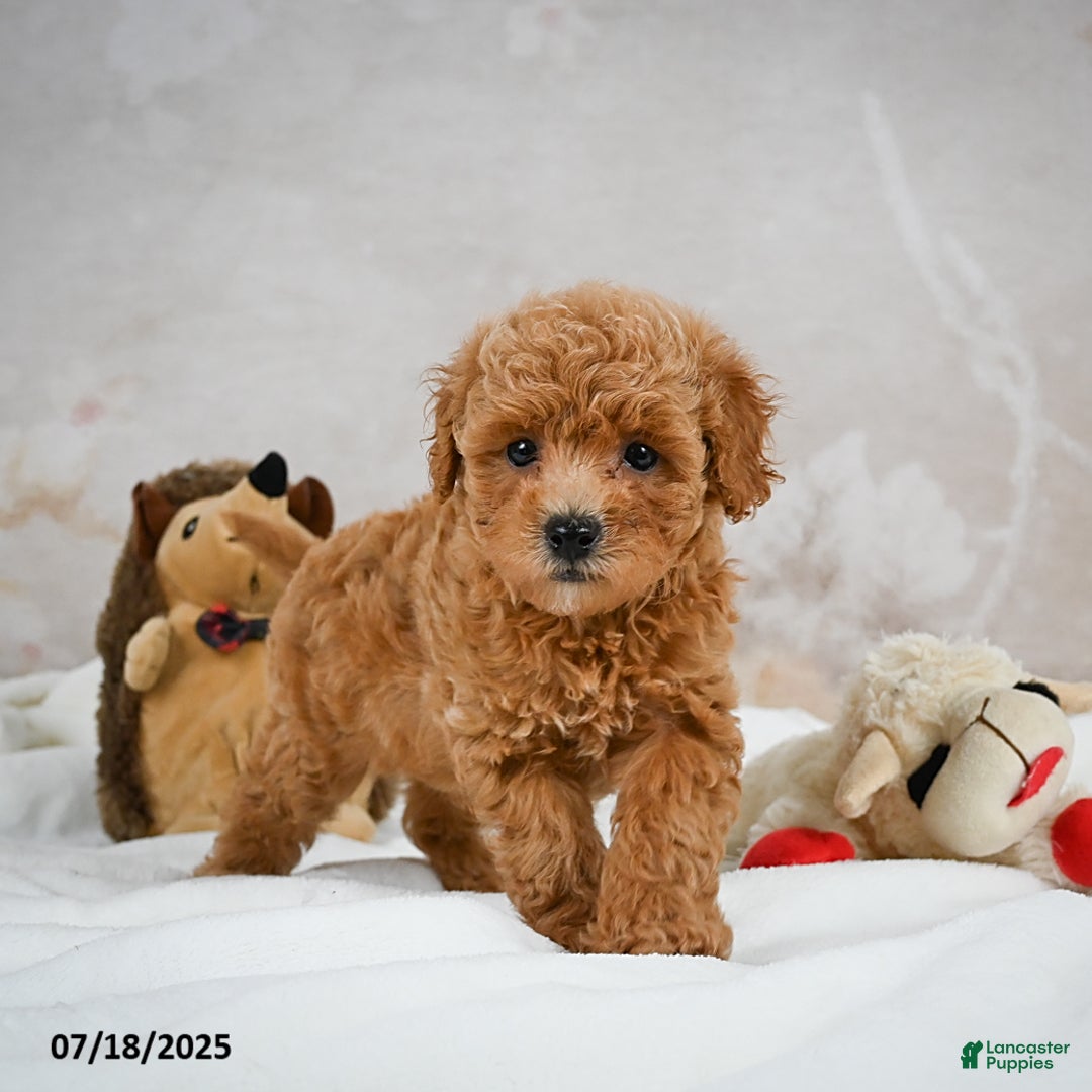 Bichpoo dogs for sale: Devon - Image 9