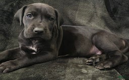 Great Dane dogs for sale: Blackjack - Image 1
