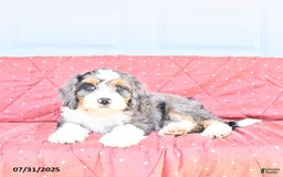 Miniature Bernese Mountain Dog dogs for sale: Mac - Image 2