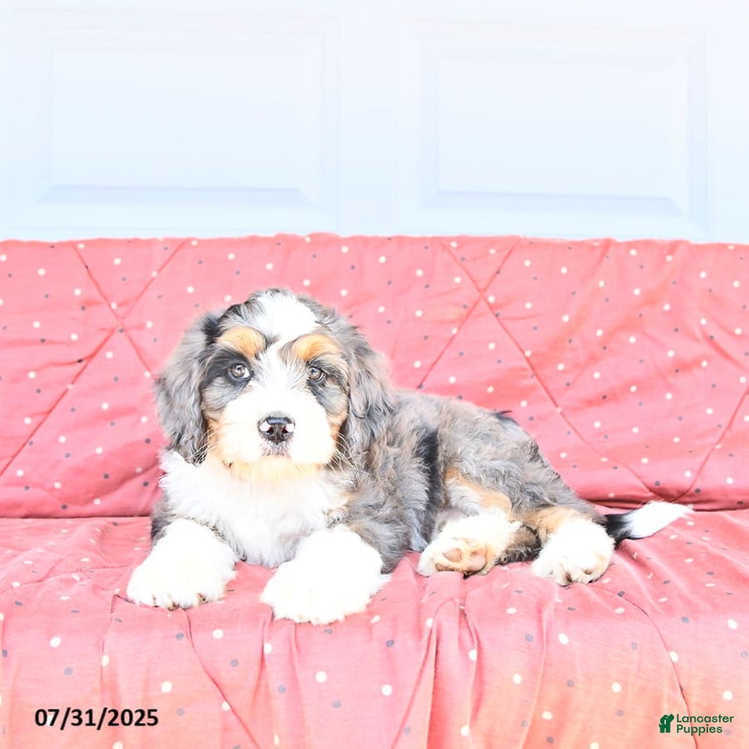 Miniature Bernese Mountain Dog dogs for sale: Mac - Image 2