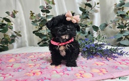 Morkie dogs for sale: Princess - Image 4