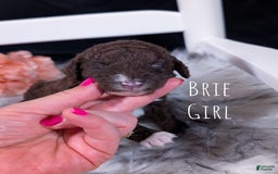 Mini Bernedoodle dogs for sale: Brie - Image 4
