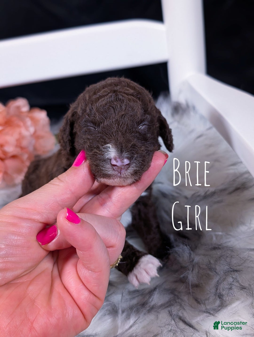 Mini Bernedoodle dogs for sale: Brie - Image 4