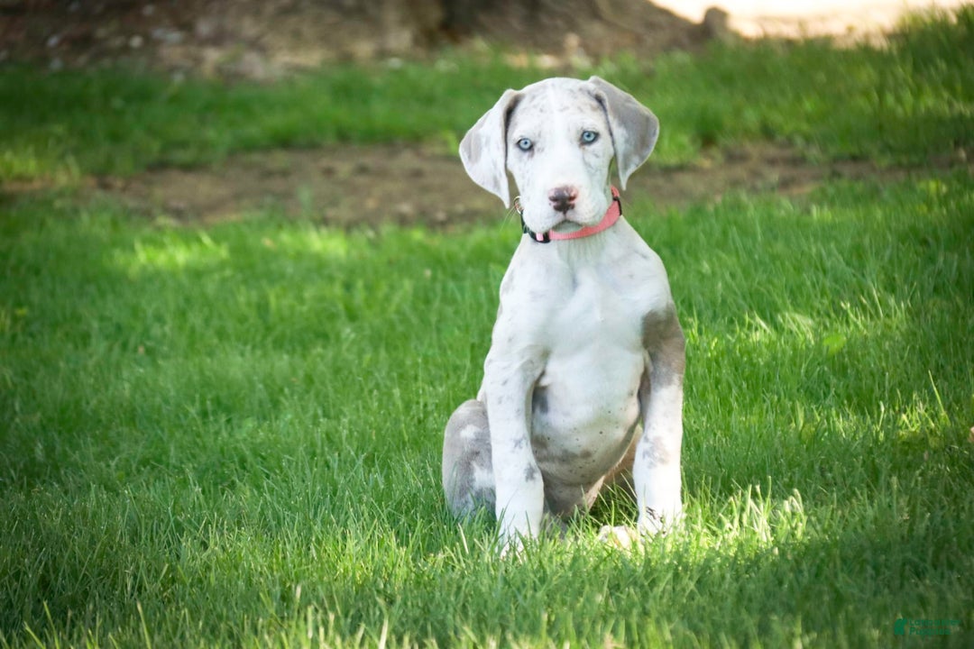 Great Dane dogs for sale: Jovie - Image 21