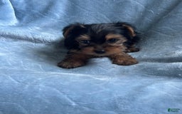 Yorkshire Terrier dogs for sale: Sammy - Image 5