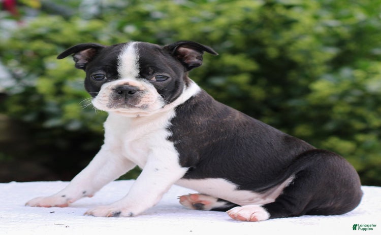 Boston Terrier dogs for sale - Ad 2