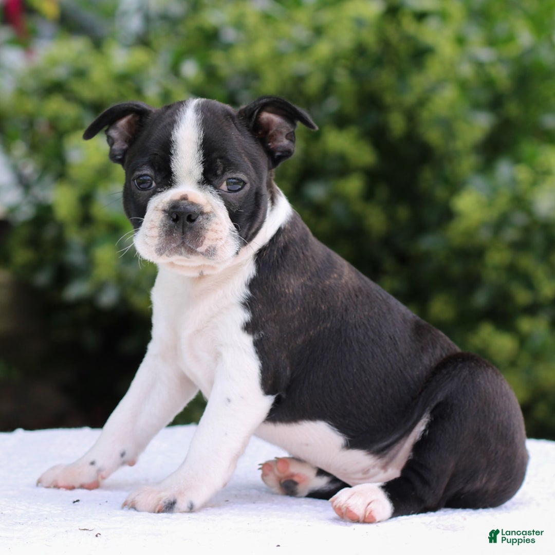 Boston Terrier dogs for sale: Ben - Image 1