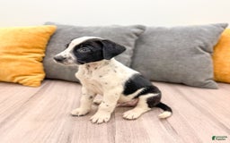 Dalmatian dogs for sale: Manny - Image 3