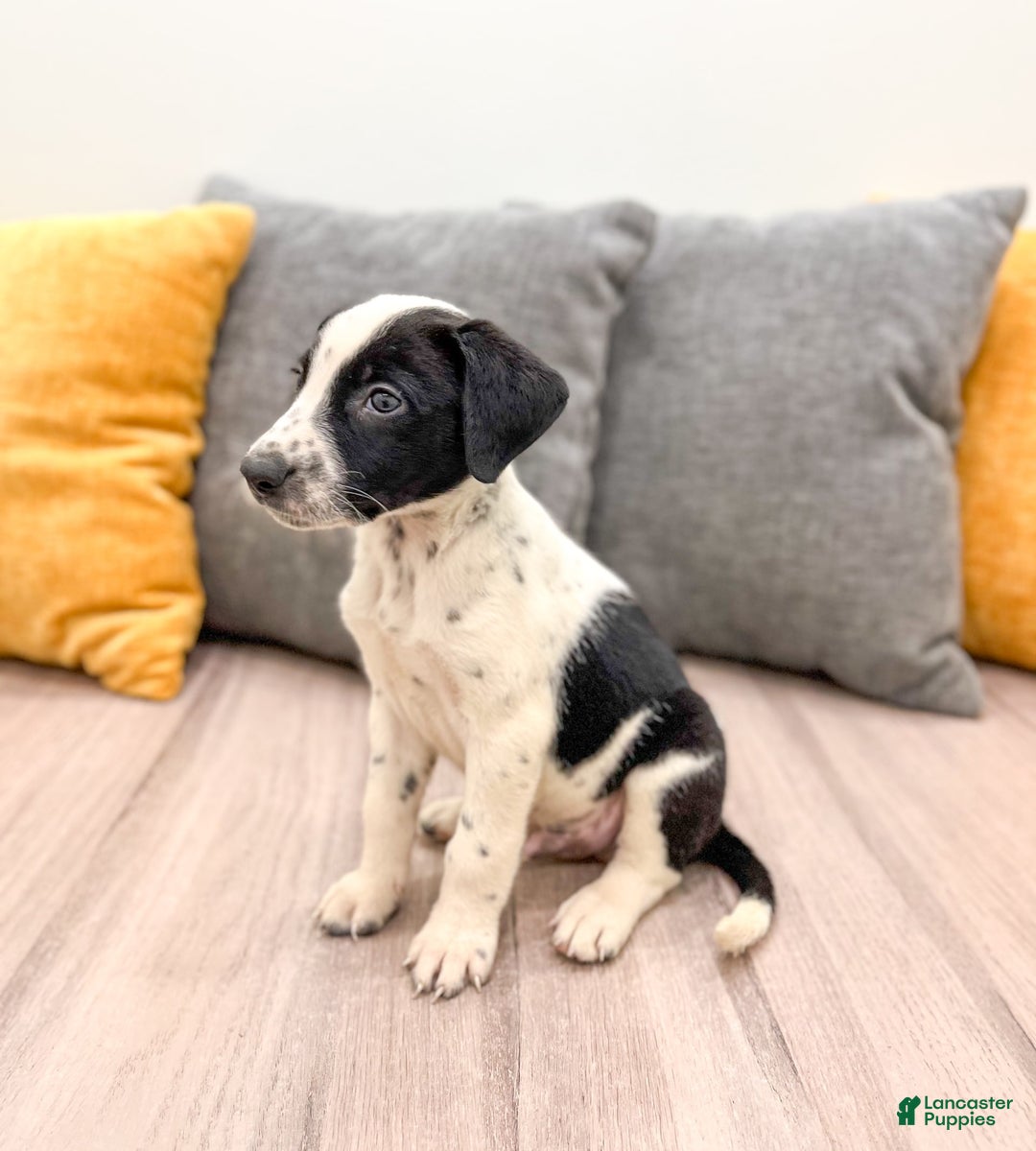 Dalmatian dogs for sale: Manny - Image 3
