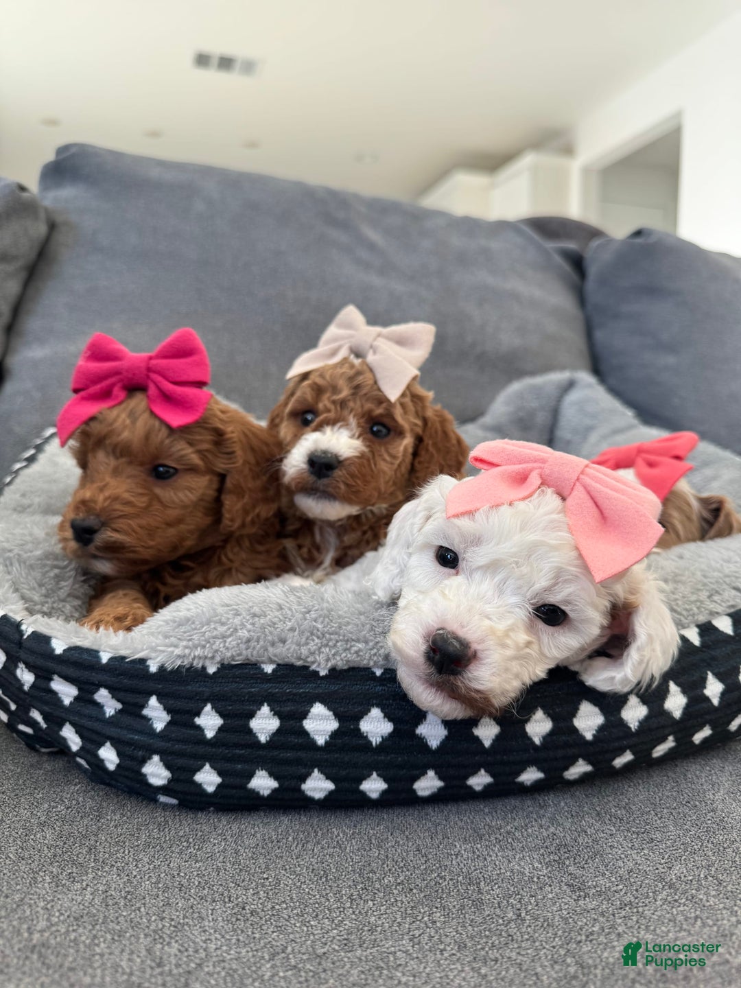 Mini Goldendoodle dogs for sale: Petite Alice - Image 20