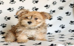 Morkie dogs for sale: Murphy - Image 13