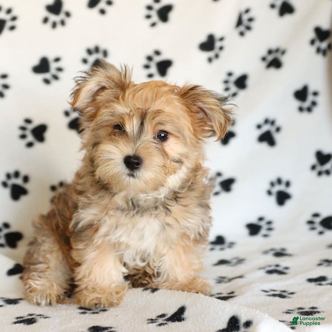 Morkie dogs for sale: Murphy - Image 13