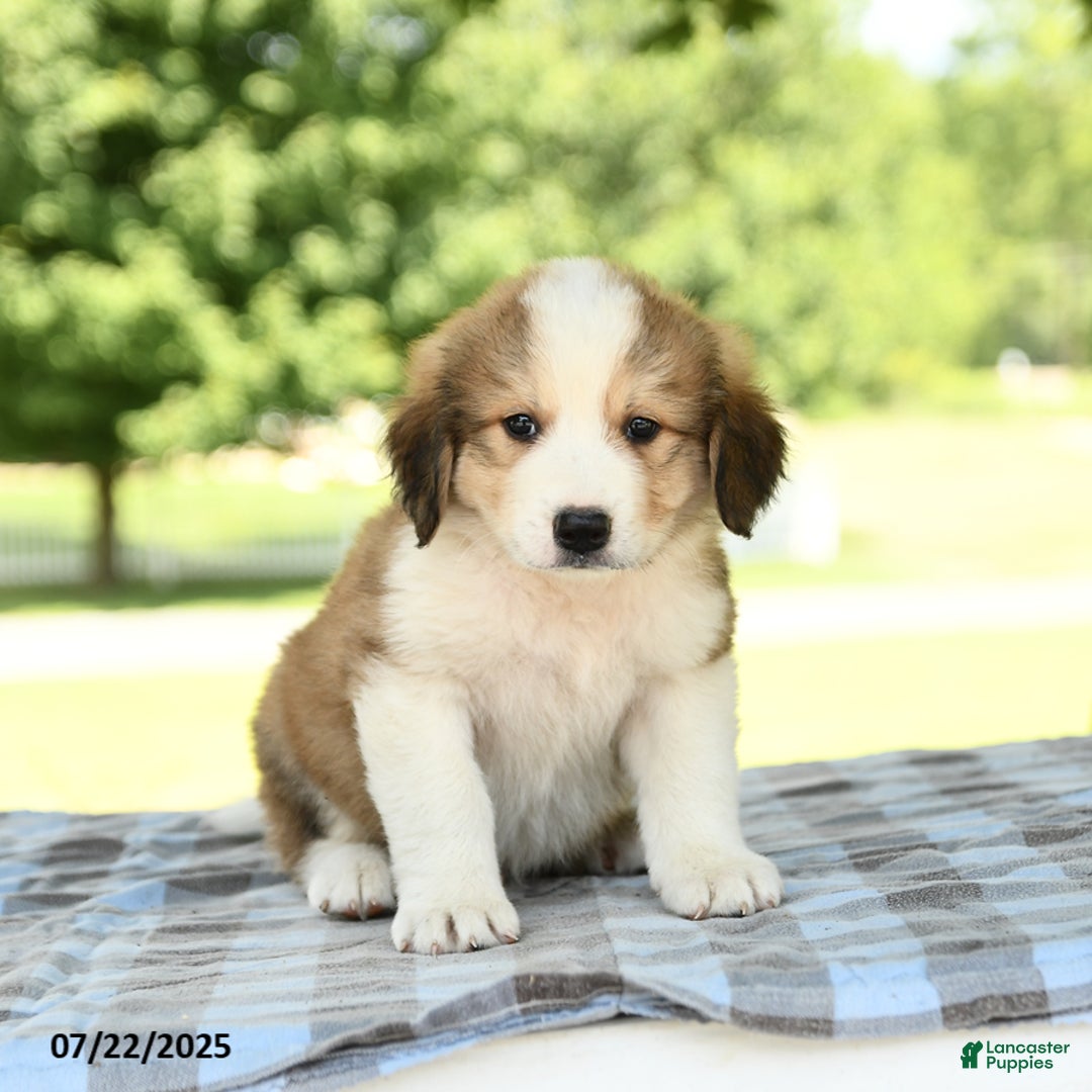 Great Pyrenees dogs for sale: Leroy - Image 3