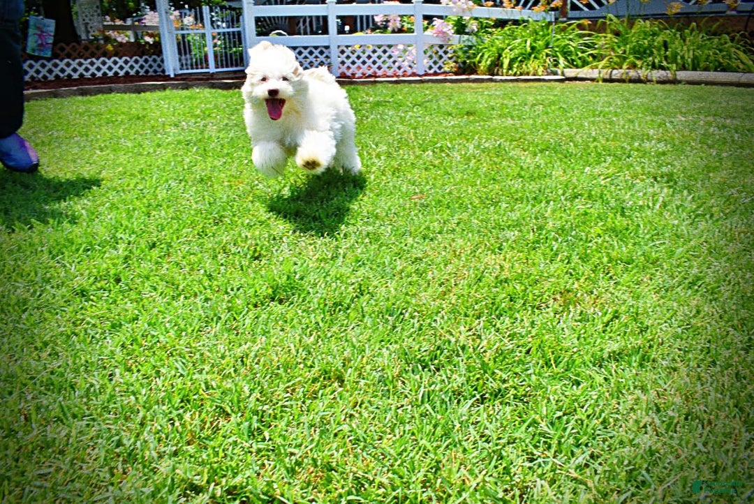 Havapoo dogs for sale: Valiant - Image 4