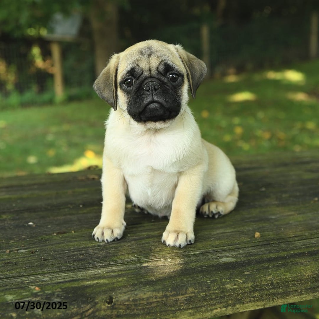 Pug dogs for sale: Jasper - Image 6