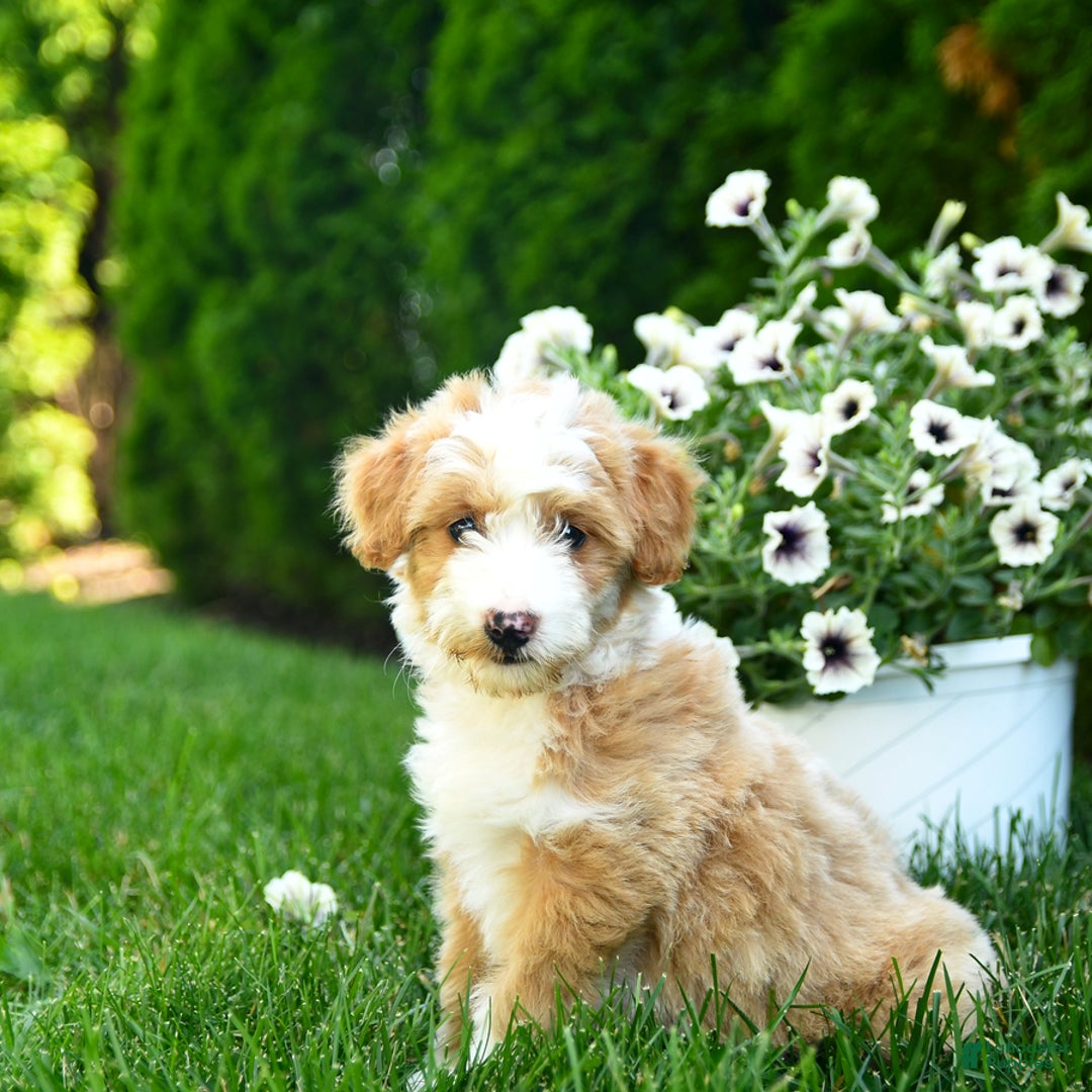 Mini Goldendoodle dogs for sale: Lassie - Image 1