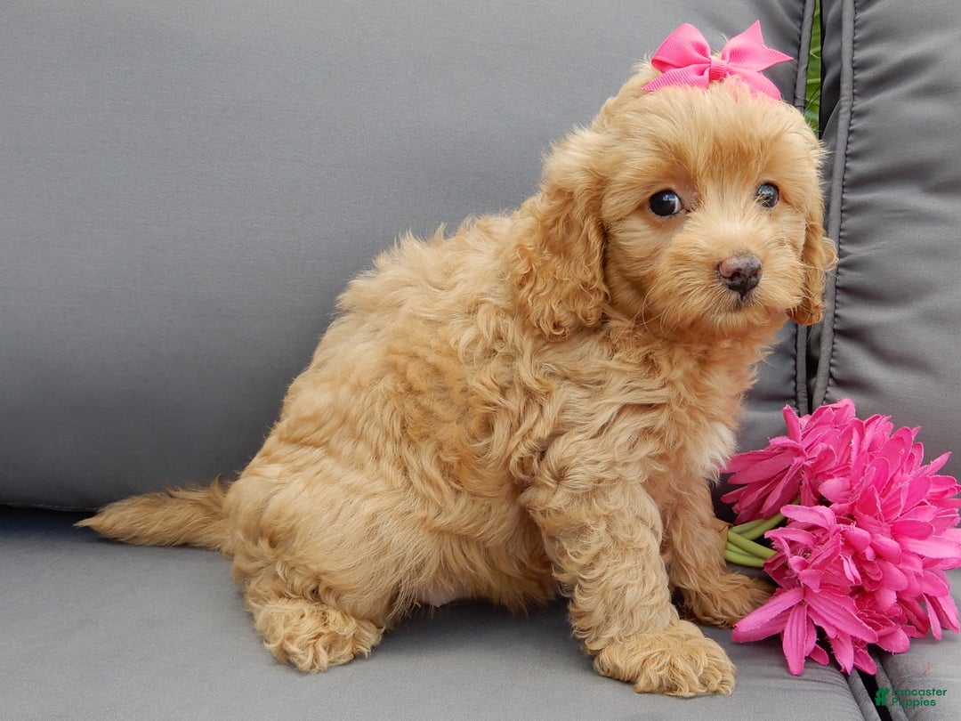 Cavapoo dogs for sale: Caramel - Image 6