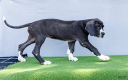 Great Dane dogs for sale: Trever - Image 20