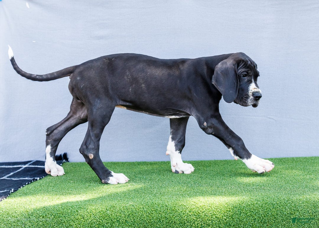 Great Dane dogs for sale: Trever - Image 20