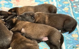 Belgian Malinois dogs for sale: Belgian Malinois Female - Image 7