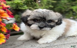 Teddy Bear dogs for sale: Robby - Image 11
