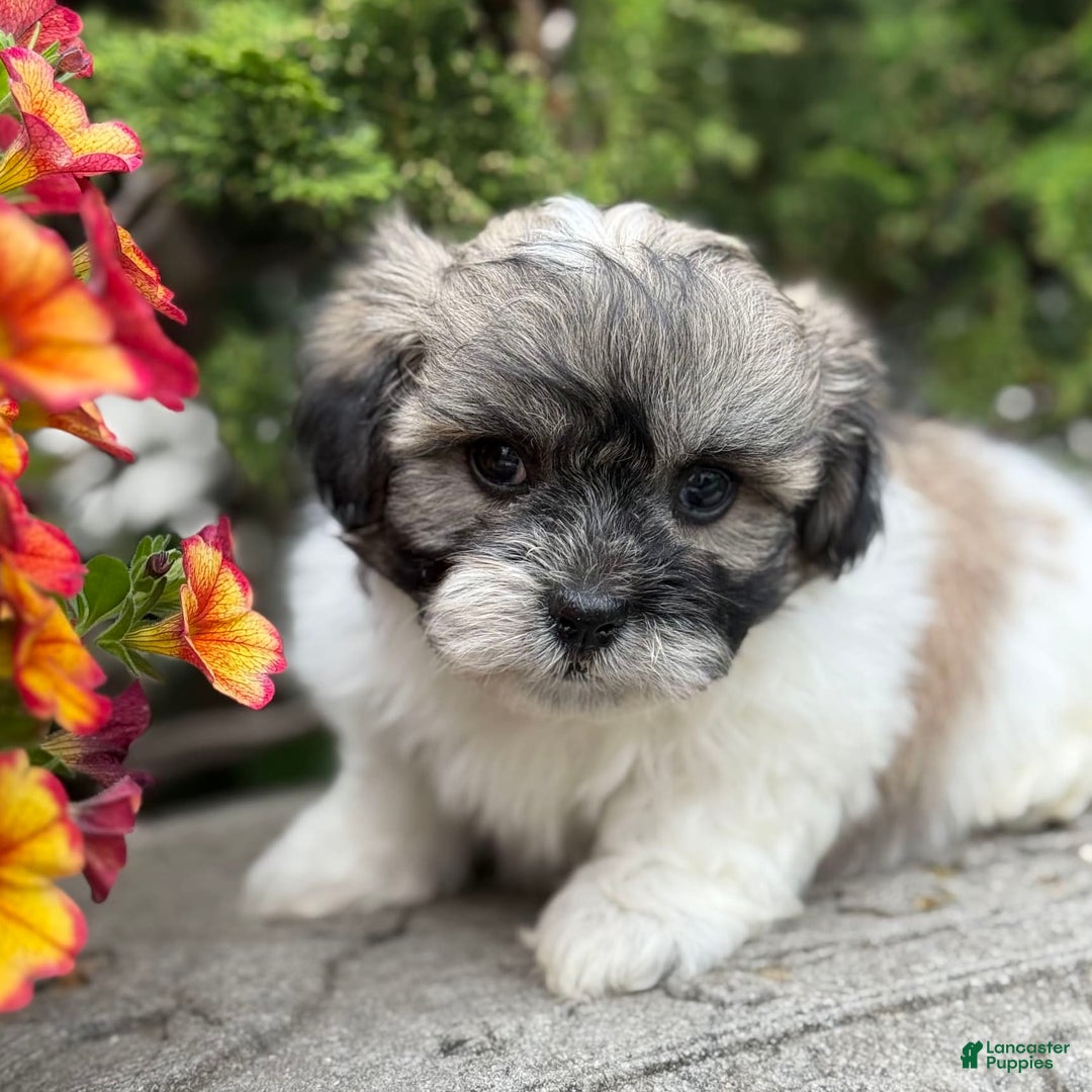 Teddy Bear dogs for sale: Robby - Image 11
