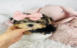 Morkie dogs for sale: Danette - Image 1