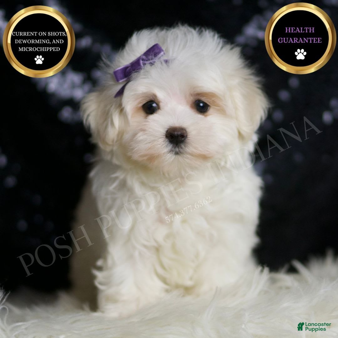 Miniature Poodle dogs for sale: Handsome - Image 1