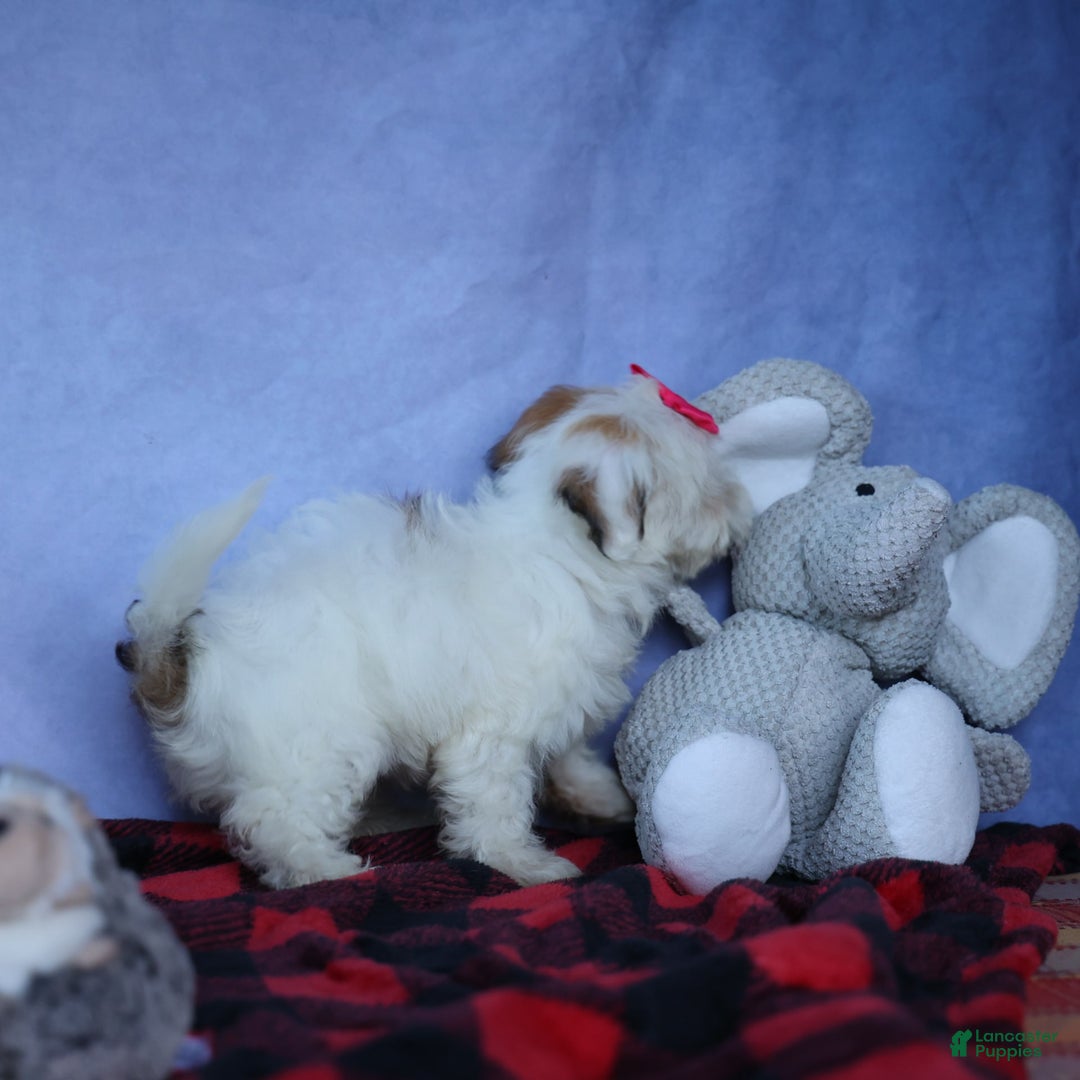 Shihpoo dogs for sale: Sophie - Image 12