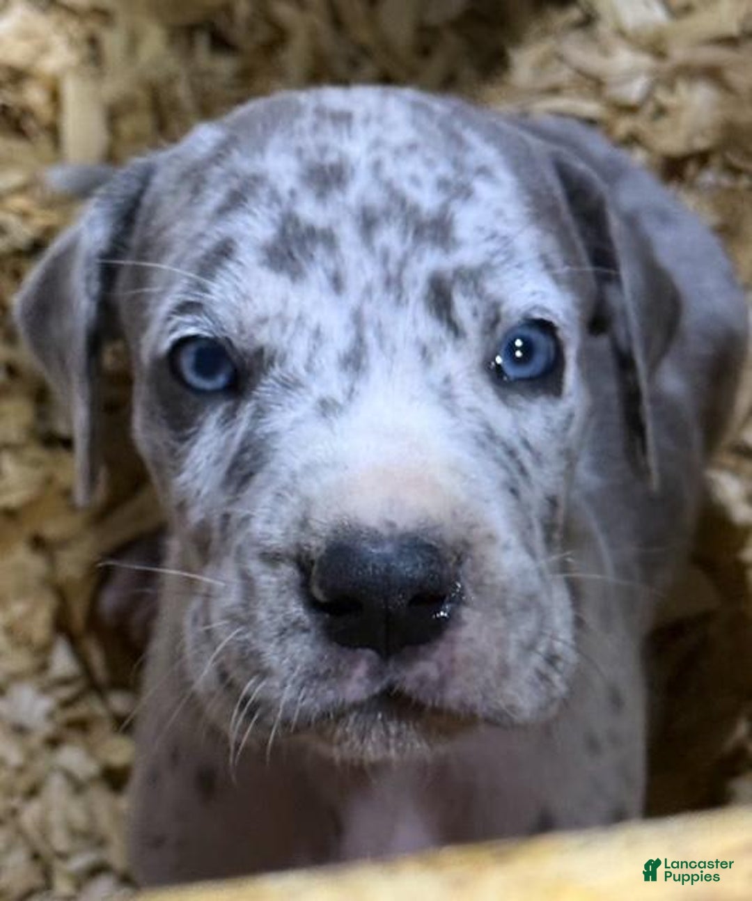 Great Dane dogs for sale: Lilly - Merle - Image 7