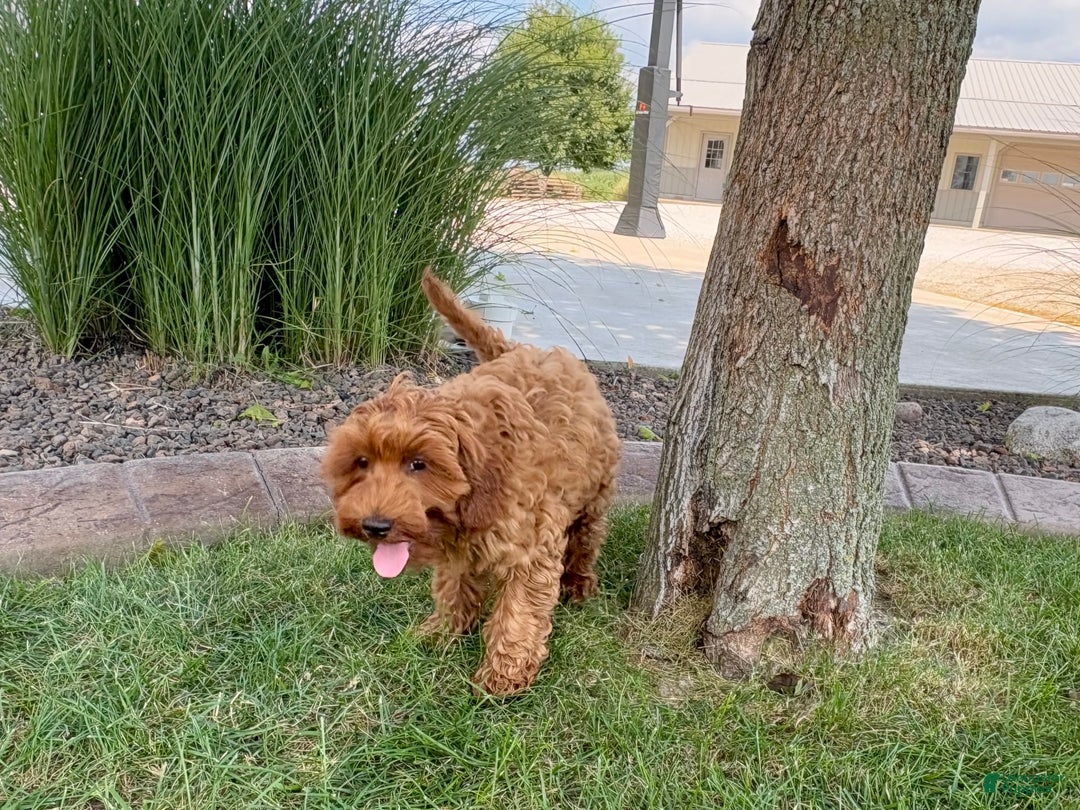 Cockapoo dogs for sale: Henry - Image 11