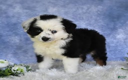 Miniature Australian Shepherd dogs for sale: Axel Toy - Image 22