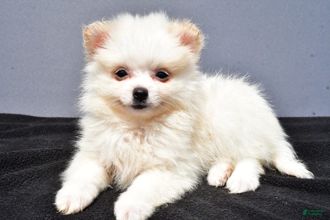 Pomeranian dogs for sale: Isabella - Image 4